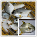 farming golden prefret/golden fish